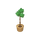 Ficus