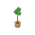 Ficus