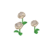 Roses blanches