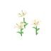 Lys blancs