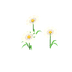 Cosmos blancs